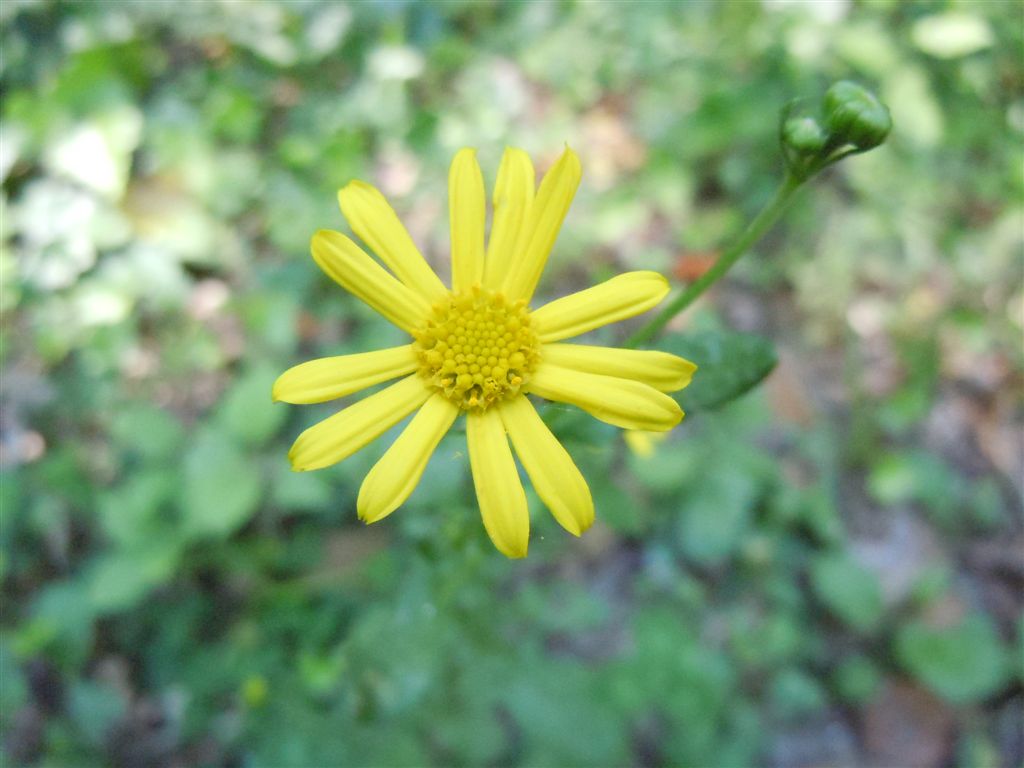 Asteracea - Senecio gr. jacobaea